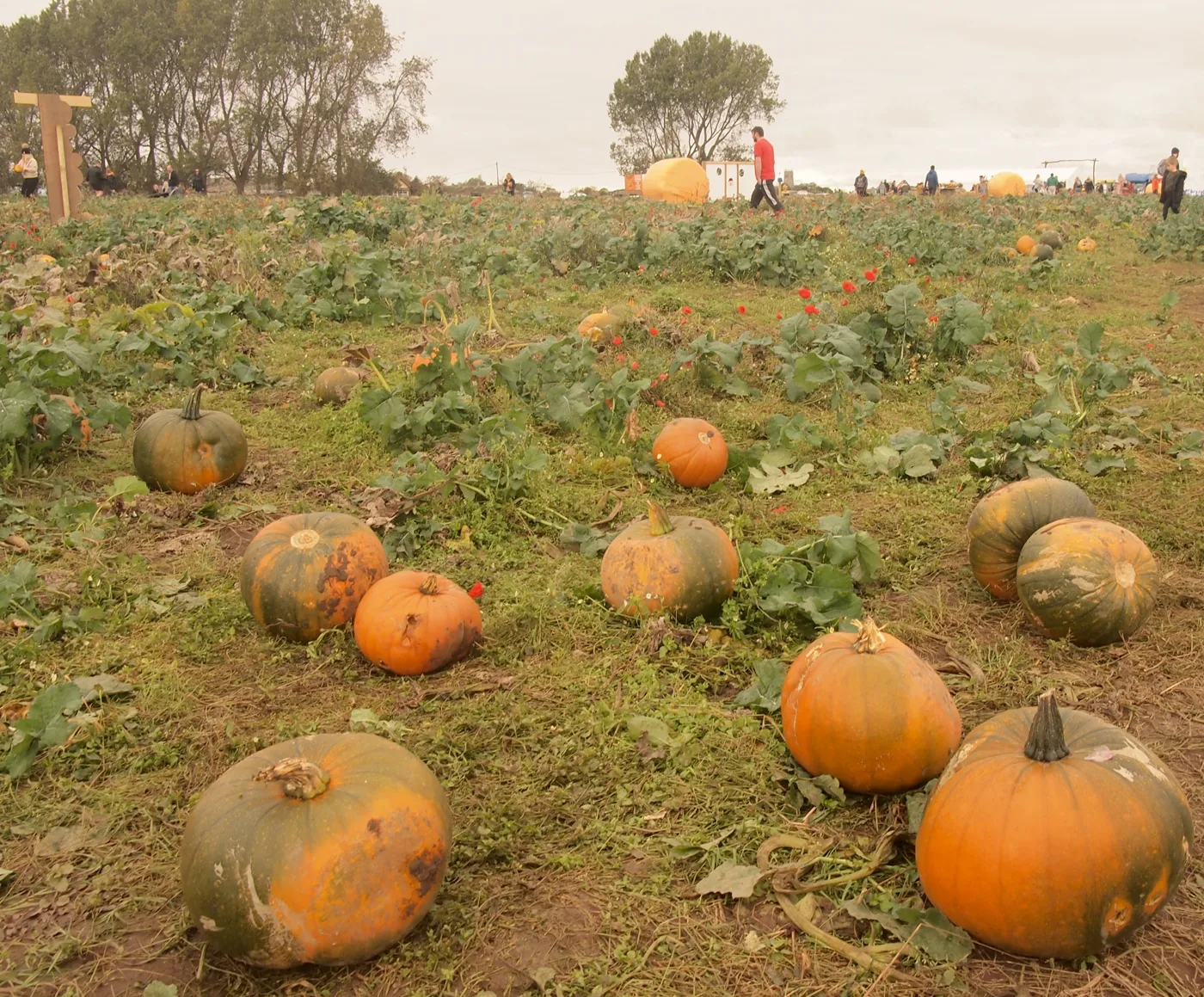 A pick-your-own pumpkin field in October (an illustrative photo, not one of the farms listed)